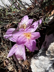 Colchicum actupii