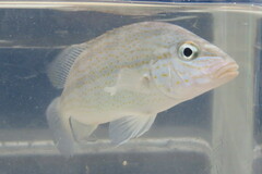 Orthopristis chrysoptera