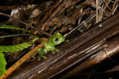 Espadarana prosoblepon