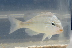 Orthopristis chrysoptera