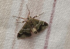 Arescoptera idiotypa