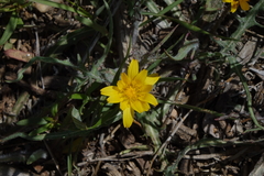 Agoseris parviflora