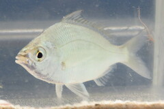 Eucinostomus gula