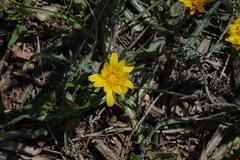 Agoseris parviflora