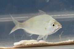 Eucinostomus gula