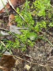 Lamium purpureum