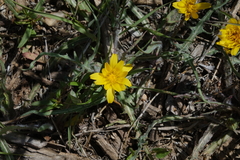 Agoseris parviflora