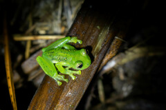 Espadarana prosoblepon