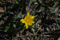 Agoseris parviflora