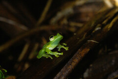 Espadarana prosoblepon