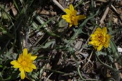 Agoseris parviflora