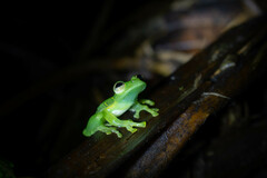 Espadarana prosoblepon