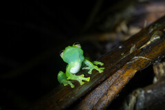 Espadarana prosoblepon