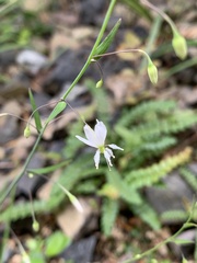 Arthropodium candidum