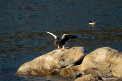 Haliaeetus pelagicus