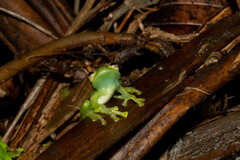 Espadarana prosoblepon