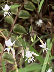 Arthropodium candidum