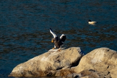Haliaeetus pelagicus