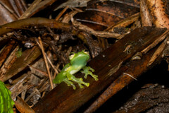 Espadarana prosoblepon