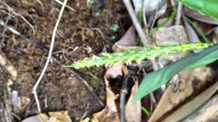 Pariana campestris