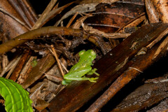 Espadarana prosoblepon