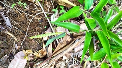 Pariana campestris