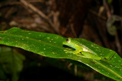 Espadarana prosoblepon