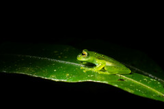 Espadarana prosoblepon