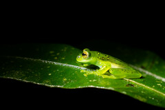 Espadarana prosoblepon