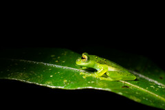 Espadarana prosoblepon