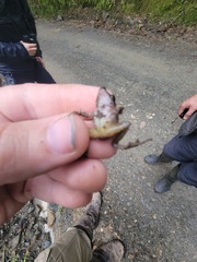 Pristimantis thectopternus