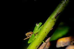 Espadarana prosoblepon