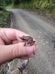 Pristimantis thectopternus
