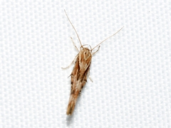 Stathmopoda cephalaea