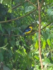 Anisognathus somptuosus