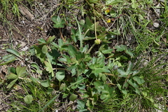 Geranium viscosissimum