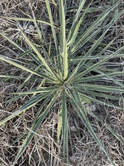 Yucca necopina