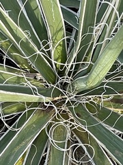Yucca necopina
