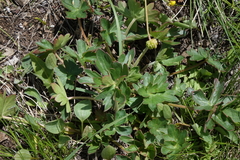 Geranium viscosissimum