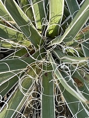 Yucca necopina