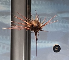 Coelopleurus floridanus