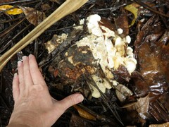 Climacodon dubitativus