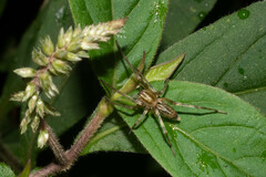 Corinnoidea