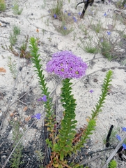 Pseudoselago pulchra