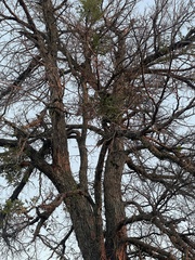Quercus sinuata