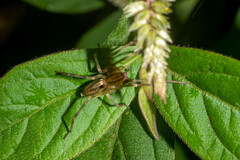 Corinnoidea
