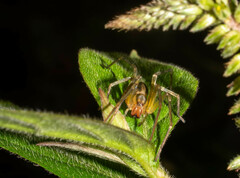 Corinnoidea
