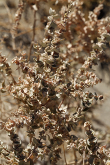 Atriplex parryi