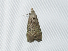 Heteromicta tripartitella