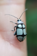 Omophoita octoguttata